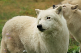 Wolf_Auh1209-Khan-03