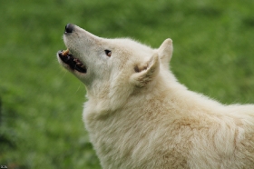 Wolf_Auh1209-Khan-06