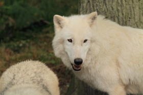 Wolf_Auh1209-Khan-09