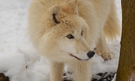 Schoenbrunn1301Ria_Unnamed-22