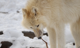 Schoenbrunn1301Ria_Unnamed-27