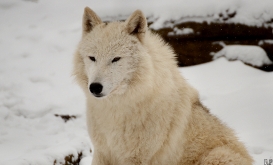 Polar Wolves