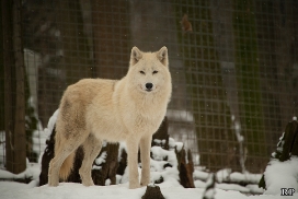 schoenbrunn1802ria_svenja-10