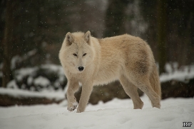 Tiergarten Schönbrunn