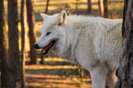 Wildpark Johannismühle