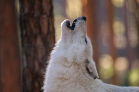 Polar Wolves