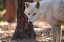 Wildpark Johannismühle