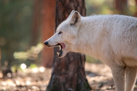 Wildpark Johannismühle