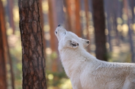 Wildpark Johannismühle