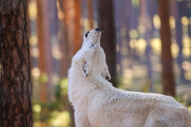 Wildpark Johannismühle
