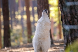 Wildpark Johannismühle