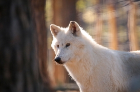 Wildpark Johannismühle