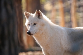 Wildpark Johannismühle