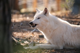 Wildpark Johannismühle