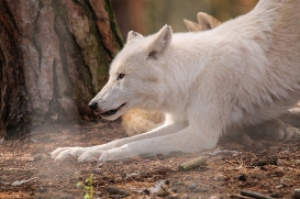 Wildpark Johannismühle