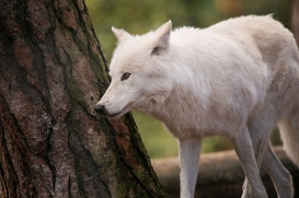 Wildpark Johannismühle