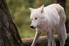 Wildpark Johannismühle