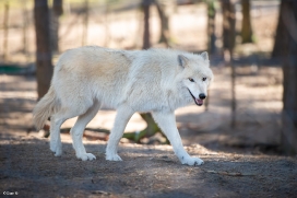 Wildpark Johannismühle