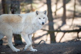 Wildpark Johannismühle