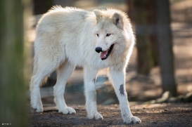 Polar Wolves