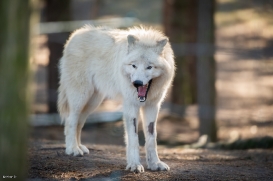 Wildpark Johannismühle