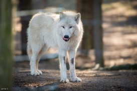 Polar Wolves