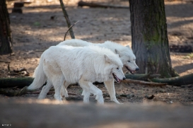 Wildpark Johannismühle