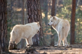 Wildpark Johannismühle