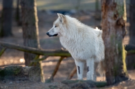 Wildpark Johannismühle