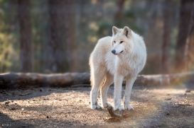 Wildpark Johannismühle