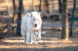 Wildpark Johannismühle