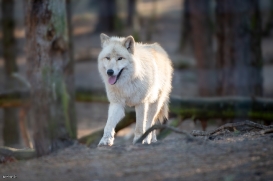 Wildpark Johannismühle