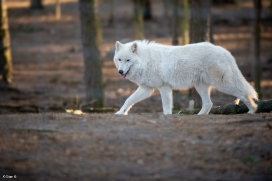 Wildpark Johannismühle