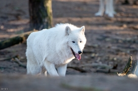 Wildpark Johannismühle