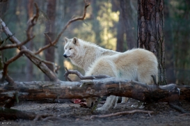 Polar Wolves