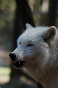 Wildpark Lüneburger Heide