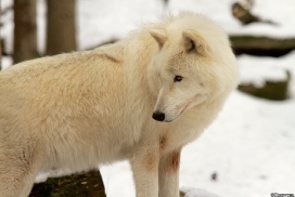 Wildpark Lüneburger Heide