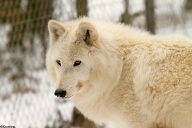 Kati_Luneburg1303_Nanuk-01
