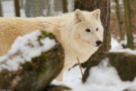 Kati_Luneburg1303_Nanuk-08