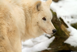 Kati_Luneburg1303_Nanuk-09