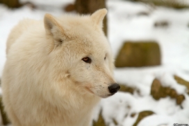 Kati_Luneburg1303_Nanuk-13