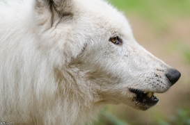 Wildpark Lüneburger Heide