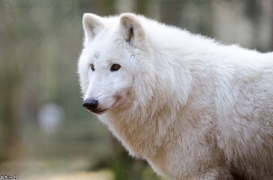 Wildpark Lüneburger Heide