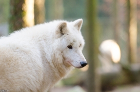 Wildpark Lüneburger Heide