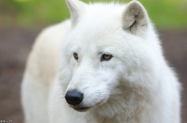 Lueneburg1307BineG_Nanuk-24