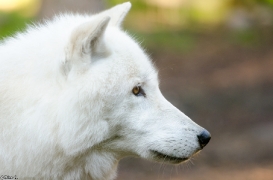 Lueneburg1307BineG_Nanuk-27