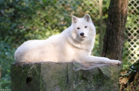 Wildpark Lüneburger Heide