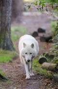 Lueneburg1307BineG_Nanuk-31