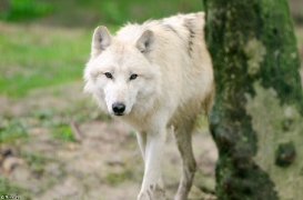 Springe1303BineG_Akai-21