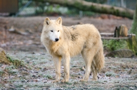 Springe1303BineG_Tenya-04